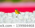 Western yellow wagtail bird sitting on a tulip in a blooming field.  139984468