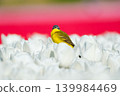 Western yellow wagtail bird sitting on a tulip in a blooming field.  139984469
