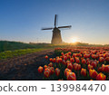 Windmill and tulips in the Netherlands. Misty morining. Field with tulips during blooming time. 139984470