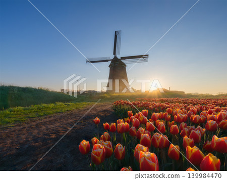 Windmill and tulips in the Netherlands. Misty morining. Field with tulips during blooming time. Windmill and tulips in the Netherlands. Misty morining. Field with tulips during blooming time. 139984470