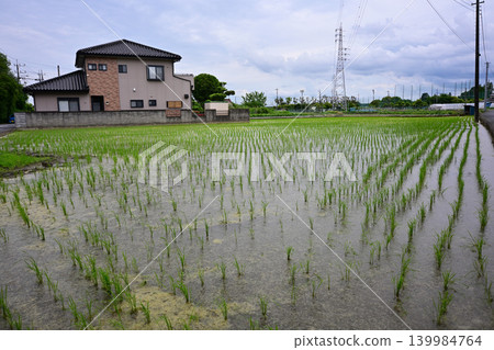 Rice paddies in rural residential areas Rice paddies in rural residential areas 139984764
