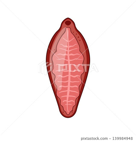 Parasite worm vector flatworm trematode diagram Parasite worm vector flatworm trematode diagram 139984948