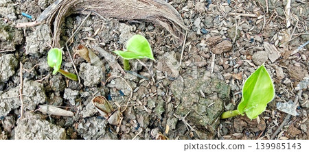 Three young green shoots emerging from dry soil 139985143