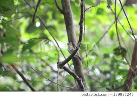 Red-winged African broadbill Red-winged African broadbill 139985245