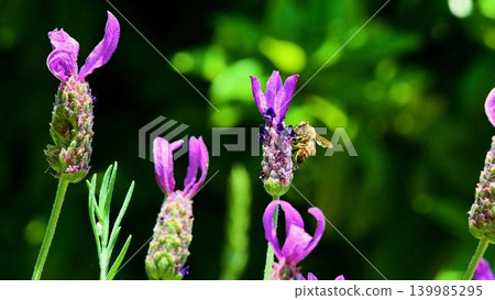 Honeybee sucking honey of lavender flowers Honeybee sucking honey of lavender flowers 139985295