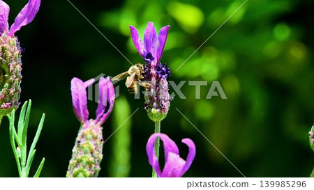 Honeybee sucking honey of lavender flowers Honeybee sucking honey of lavender flowers 139985296