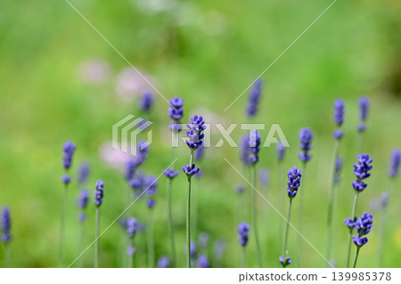 英國薰衣草 英國薰衣草 139985378