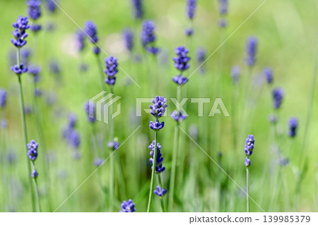 English lavender English lavender 139985379
