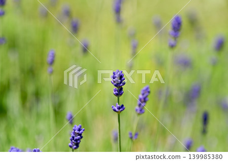 English lavender English lavender 139985380