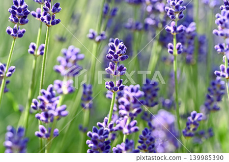 English lavender English lavender 139985390