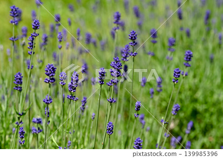 English lavender 139985396