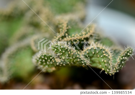 Cactus Seigaiha 139985534