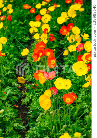 Icelandic poppies (Ashikaga Flower Park) Icelandic poppies (Ashikaga Flower Park) 139985540