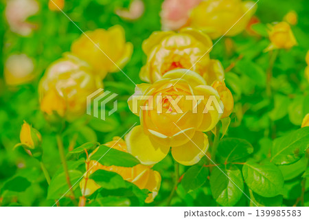 Yellow rose Yellow rose 139985583