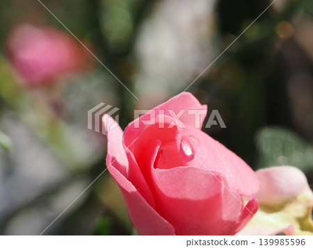 Macro photography of a partially opened pink rose and a large dewdrop on its petal, taken in an autumn rose garden. 139985596