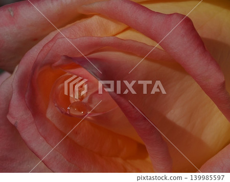 A macro photograph of a rose with beautiful gradations of color and a mysterious dewdrop at its center, taken in an autumn rose garden. 139985597