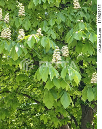 Horse chestnut tree foliage in Dnipro Ukraine urban landscape Horse chestnut tree foliage in Dnipro Ukraine urban landscape 139985685