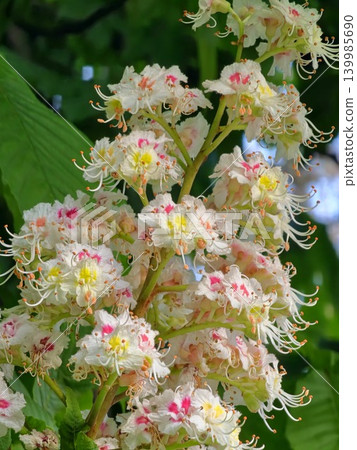 Ornamental horse chestnut leaves in Dnipro Ukraine Ornamental horse chestnut leaves in Dnipro Ukraine 139985690