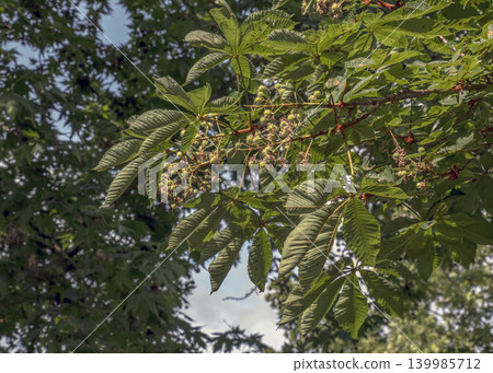 Fresh Aesculus hippocastanum foliage in Nitra Slovakia 139985712