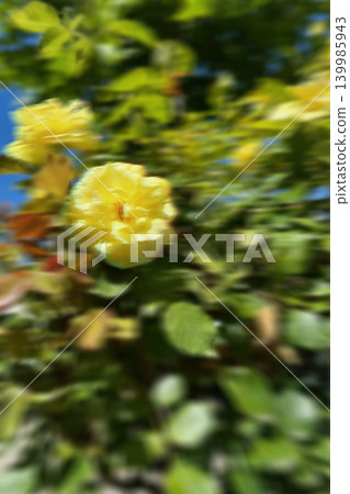 Blurred dreamy yellow climbing roses with green leaves and blue sky in soft focus artistic photography. Blurred dreamy yellow climbing roses with green leaves and blue sky in soft focus artistic photography. 139985943