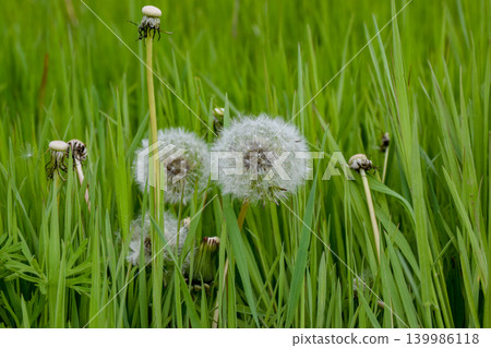 Dandelion flowers with white seed heads and clover patches are scattered across lush green grass, illuminated by sunlight, creating a vibrant natural scene with shadows from nearby trees 139986118