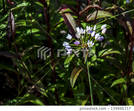 Allium roseum ornamental flower cluster in Nitra botanical garden Allium roseum ornamental flower cluster in Nitra botanical garden 139986157