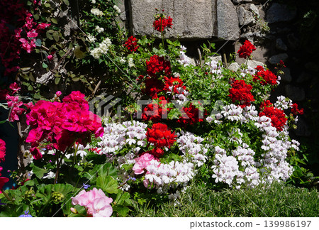 Pelargonium grandiflorum. The Red Geranium is a species of plant in the genus Pelargonium. Pelargonium grandiflorum. The Red Geranium is a species of plant in the genus Pelargonium. 139986197