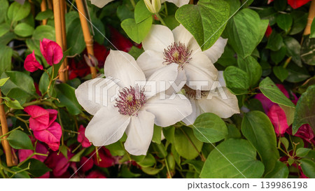 Clematis cultivar Miss Bateman blooms in summer in the garden with flowers - Marie Boisselot Clematis cultivar Miss Bateman blooms in summer in the garden with flowers - Marie Boisselot 139986198