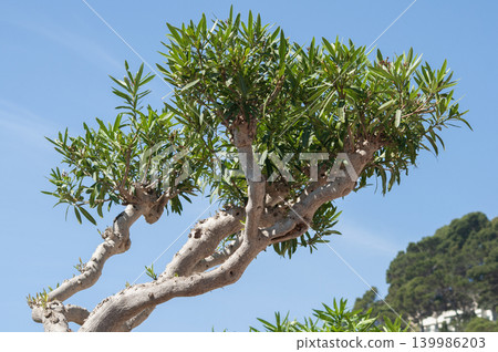 Green oleander shrub with narrow leaves in a courtyard setting. Green oleander shrub with narrow leaves in a courtyard setting. 139986203