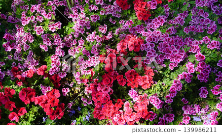 Pelargonium grandiflorum. The Red Geranium is a species of plant in the genus Pelargonium. 139986211