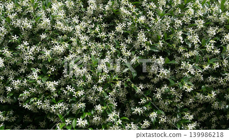 Trachelospermum jasminoides blooms in summer in the garden with flowers - star jasmine Trachelospermum jasminoides blooms in summer in the garden with flowers - star jasmine 139986218