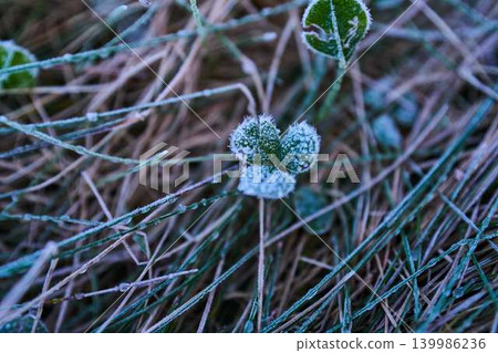 A frosty morning on the Utsukushigahara Plateau A frosty morning on the Utsukushigahara Plateau 139986236