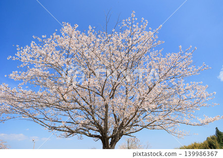Cherry blossoms and blue sky Cherry blossoms and blue sky 139986367
