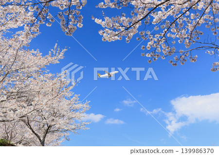 Airplane, blue sky, and cherry blossoms 139986370