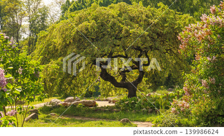 Large, old tree with a uniquely curved trunk in a serene park setting, surrounded by fresh green grass and blooming lilac Large, old tree with a uniquely curved trunk in a serene park setting, surrounded by fresh green grass and blooming lilac 139986624