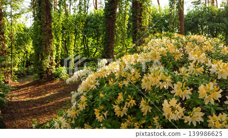 Yellow azalea plants flowering in a vibrant green garden with tall forest trees covered in ivy, illuminated by soft sunlight Yellow azalea plants flowering in a vibrant green garden with tall forest trees covered in ivy, illuminated by soft sunlight 139986625