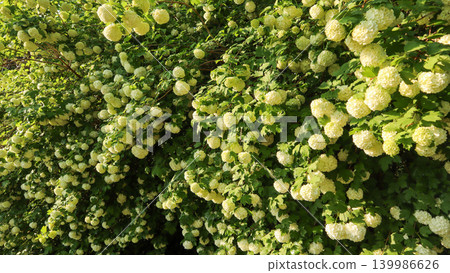 Snowball bush flourishing with white Hydrangea like flower clusters during spring, natural garden plant blooming Snowball bush flourishing with white Hydrangea like flower clusters during spring, natural garden plant blooming 139986626