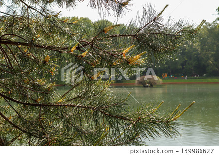 Pine tree branches with fresh water droplets and young cones by a tranquil pond in a green forest Pine tree branches with fresh water droplets and young cones by a tranquil pond in a green forest 139986627