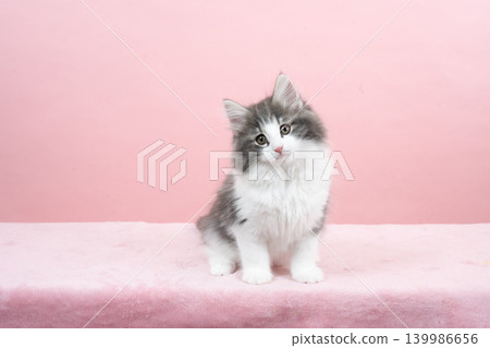 Pink buck and Norwegian forest cat kitten Pink buck and Norwegian forest cat kitten 139986656