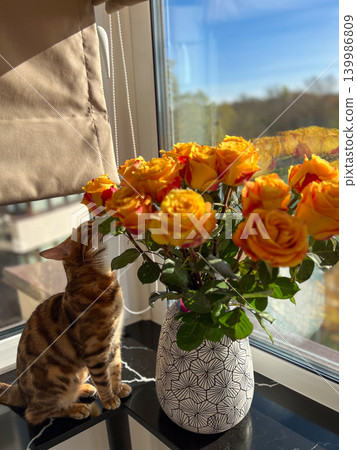Close-up of a domestic Bengal cat sniffing colorful flowers indoors. Pet photography, home lifestyle, animal behavior, and cozy home concept. Playful and curious cat exploring flowers with natural Close-up of a domestic Bengal cat sniffing colorful flowers indoors. Pet photography, home lifestyle, animal behavior, and cozy home concept. Playful and curious cat exploring flowers with natural 139986809