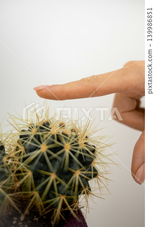 Close-up of a young woman s finger gently touching the spine of a cactus plant. Nature, prickly plant, caution, and sensory interaction concept. Outdoors, green succulent, close-up photography Close-up of a young woman s finger gently touching the spine of a cactus plant. Nature, prickly plant, caution, and sensory interaction concept. Outdoors, green succulent, close-up photography 139986851