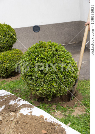 Gardener backfilling soil around a boxwood shrub during planting process. Final stage of planting, covering roots with soil, gardening and landscaping concept, outdoor work. Gardener backfilling soil around a boxwood shrub during planting process. Final stage of planting, covering roots with soil, gardening and landscaping concept, outdoor work. 139986925