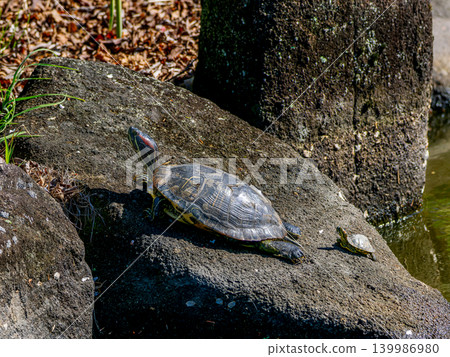 Red sea turtle sunbathing 139986980