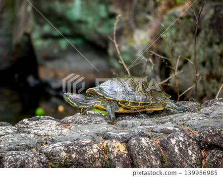 Red sea turtle sunbathing Red sea turtle sunbathing 139986985