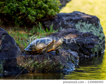 Red sea turtle sunbathing Red sea turtle sunbathing 139986993