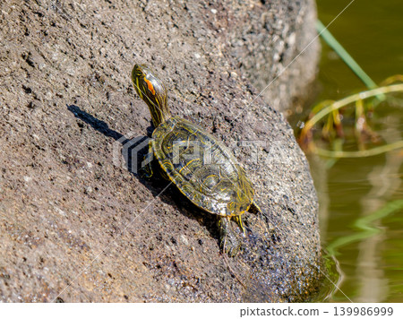 Red sea turtle sunbathing Red sea turtle sunbathing 139986999