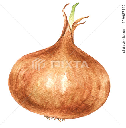 Onion watercolor vegetable illustration for recipe cards, menu designs, food packaging, harvest themes and seasonal kitchen projects. hand painted art Onion watercolor vegetable illustration for recipe cards, menu designs, food packaging, harvest themes and seasonal kitchen projects. hand painted art 139987162