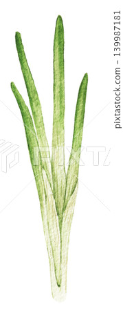 Spring onions watercolor vegetable illustration for recipe cards, menu designs, food packaging, harvest themes and seasonal kitchen projects. Hand painted art product Spring onions watercolor vegetable illustration for recipe cards, menu designs, food packaging, harvest themes and seasonal kitchen projects. Hand painted art product 139987181