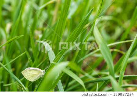 Photo of natural environment with green tall grass, among foliage of which yellow-white butterfly is sitting. Blank with empty copy space on topic of ecology, ecosystems, interaction between species Photo of natural environment with green tall grass, among foliage of which yellow-white butterfly is sitting. Blank with empty copy space on topic of ecology, ecosystems, interaction between species 139987284