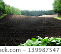 Preparing furrows and sowing seeds for dent corn at Koiwai Farm, a tourist spot in Iwate Prefecture. The neatly sown seeds germinate, creating a beautiful rural landscape. 139987547